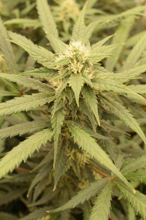 RQS GOAT'lato automatic + Biotabs. Week 8 - GOAT'lato day 53 
