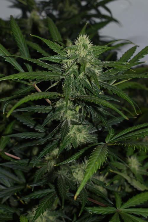 RQS GOAT'lato automatic + Biotabs. Week 8 - GOAT'lato day 53 no led 
