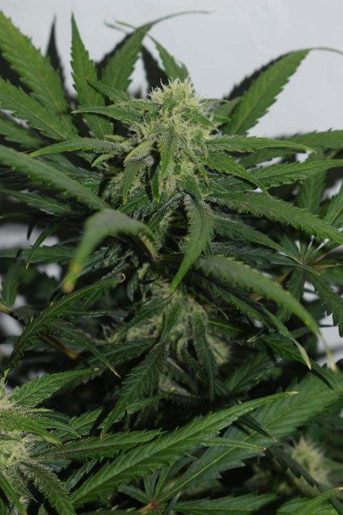 RQS GOAT'lato automatic + Biotabs. Week 8 - GOAT'lato day 53 no led 
