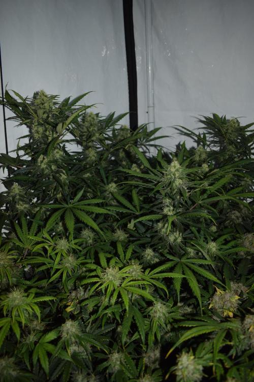 RQS GOAT'lato automatic + Biotabs. Week 8 - GOAT'lato day 53 no led 