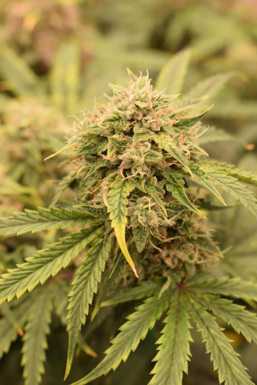 Bear Force One (Mephisto) + Biotabs. Week 9 - Bear force one #2 