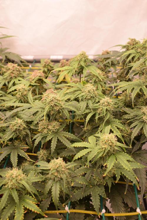 Bear Force One (Mephisto) + Biotabs. Week 9 - bear force one #1-2


