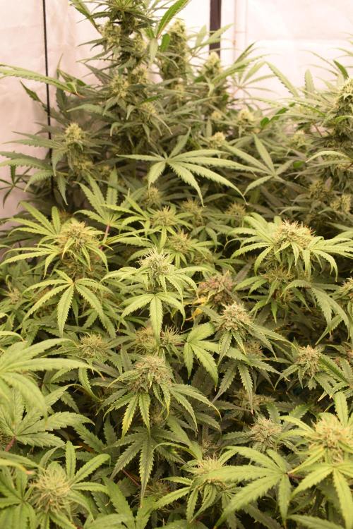 Bear Force One. Week 9