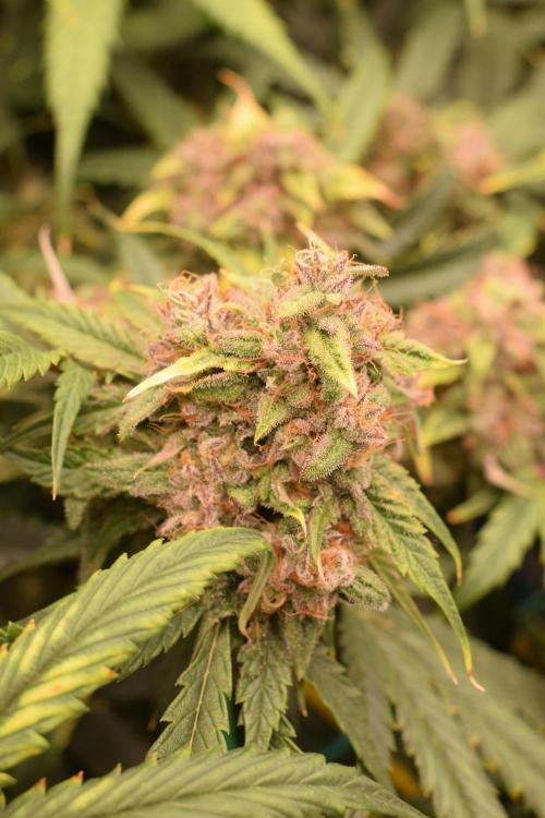 Bear Force One (Mephisto) + Biotabs. Week 9 - Bear force one # 1