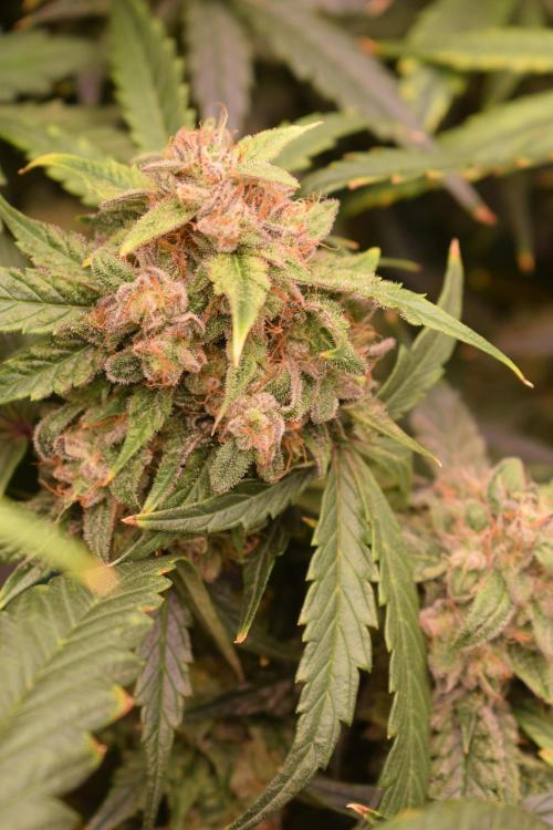 Bear Force One (Mephisto) + Biotabs. Week 9 - Bear force one #1 