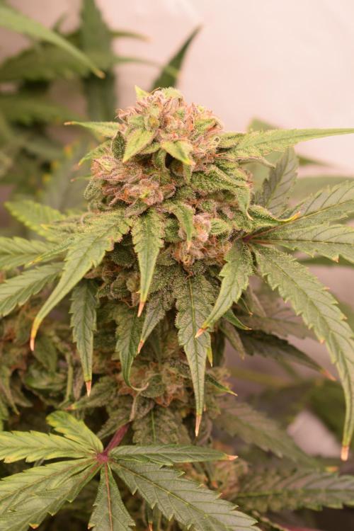 Bear Force One (Mephisto) + Biotabs. Week 9 - Bear force one #1