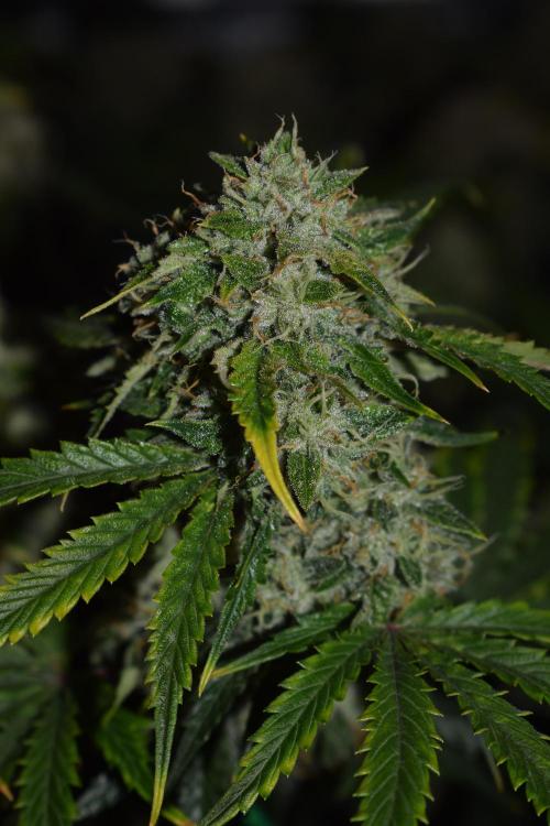 Bear Force One (Mephisto) + Biotabs. Week 9 - Bear force one #2 no led