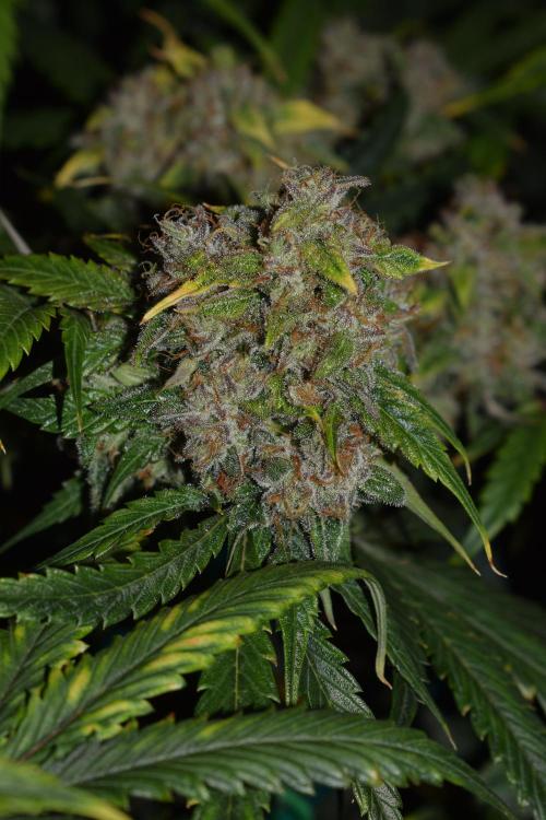 Bear Force One (Mephisto) + Biotabs. Week 9 - Bear force one #1 no led
