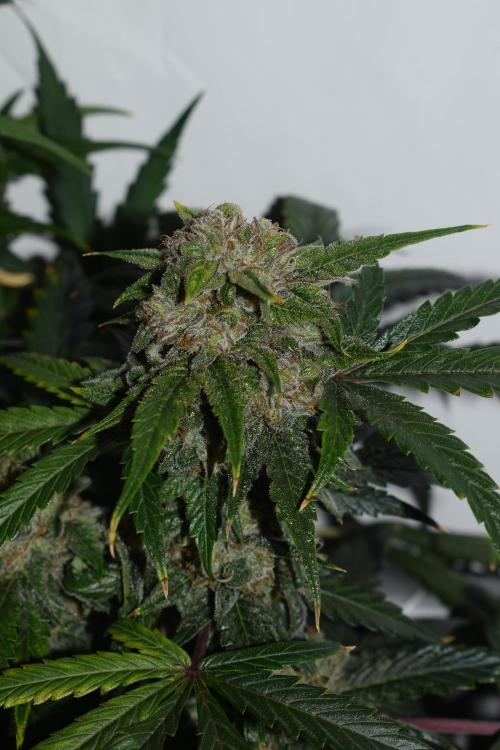 Bear Force One (Mephisto) + Biotabs. Week 9 - Bear force one #1 no led