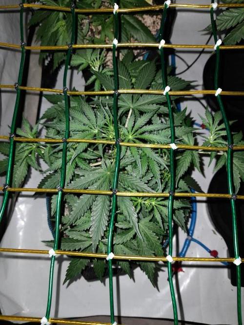 Bear Force One + Biotabs. Week 4 - Bear force one #3. day 25 no led