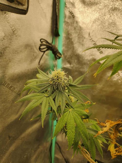 Gary & Gas Growlog | Hydroponics. Week 9