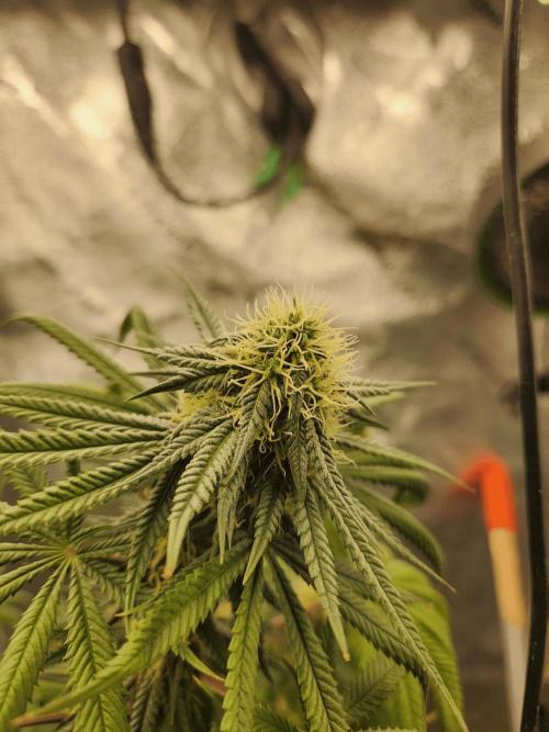 Gary & Gas Growlog | Hydroponics. Week 9