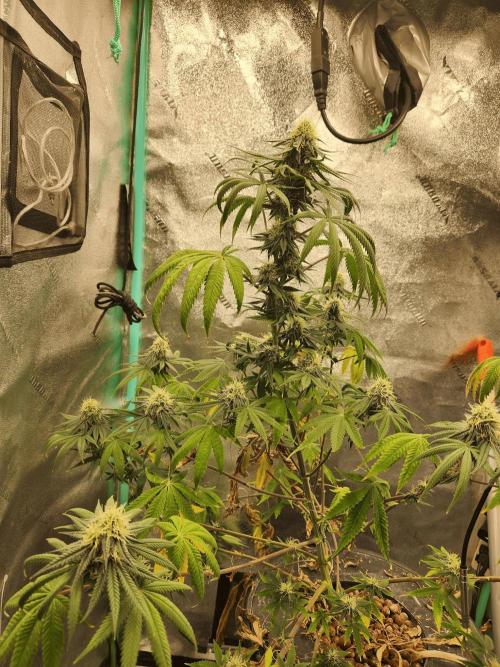 Gary & Gas Growlog | Hydroponics. Week 9