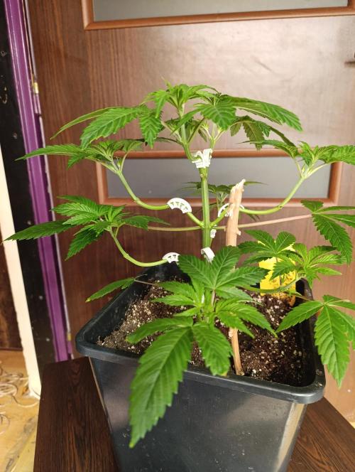 Critical Kush Barneys Farm 2 x 10 L. Week 5