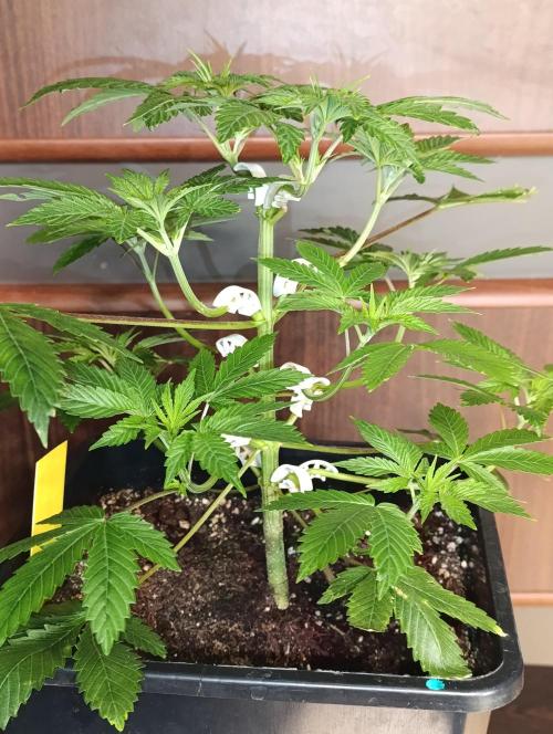 Critical Kush Barneys Farm 2 x 10 L. Week 5