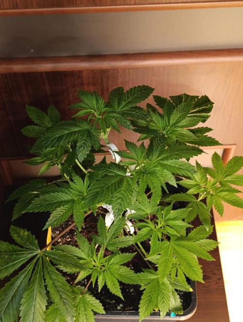 Critical Kush Barneys Farm 2 x 10 L. Week 5