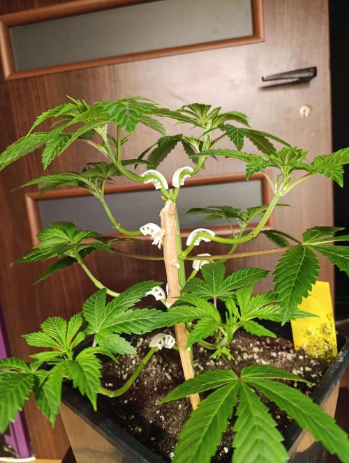 Critical Kush Barneys Farm 2 x 10 L. Week 5