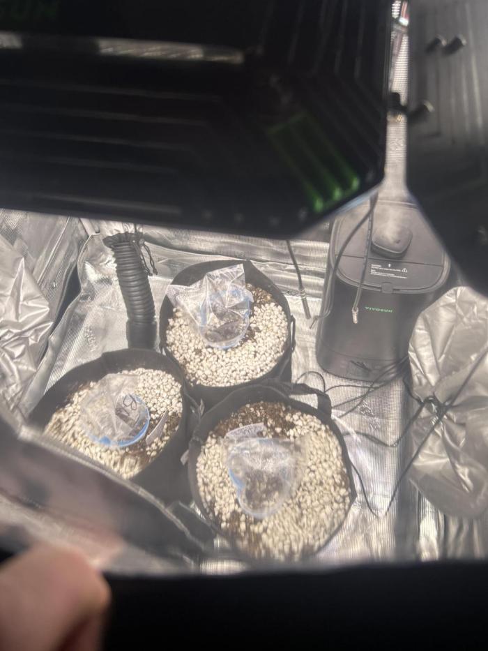 Fast Buds run. Week 0 - Still trying to dial in conditions. No emergence yet