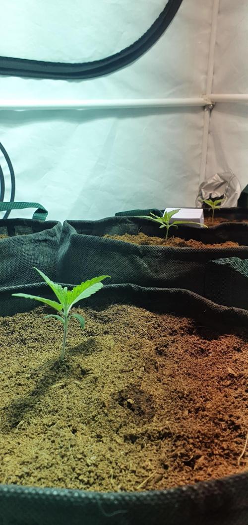 OG Kush. Week 0