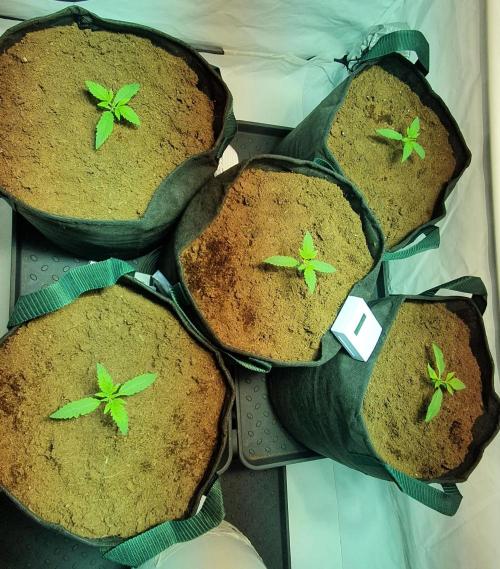 OG Kush. Week 0