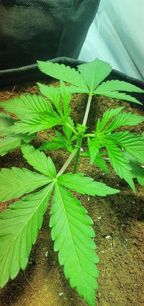 OG Kush. Week 0