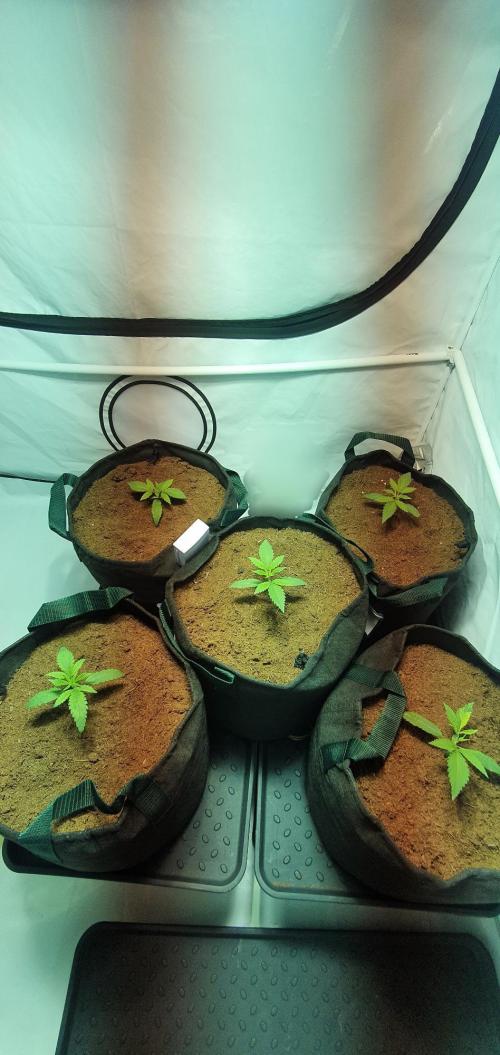 OG Kush. Week 1