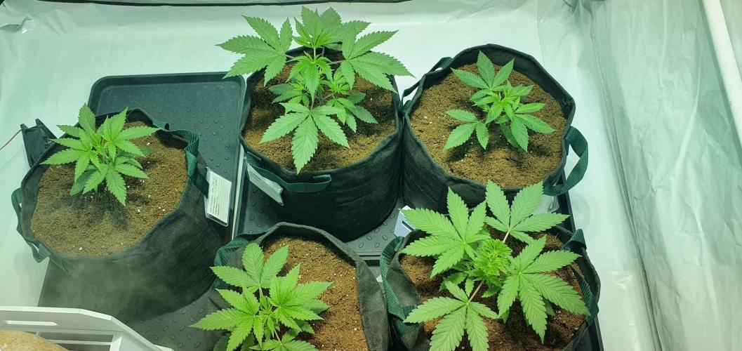 OG Kush. Week 2