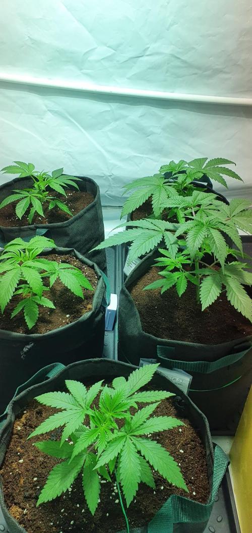 OG Kush. Week 2