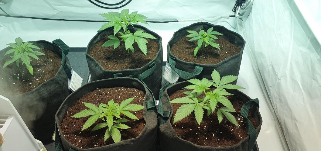 OG Kush. Week 2