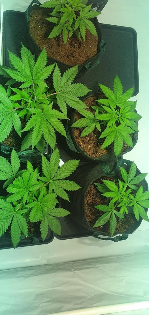 OG Kush. Week 2