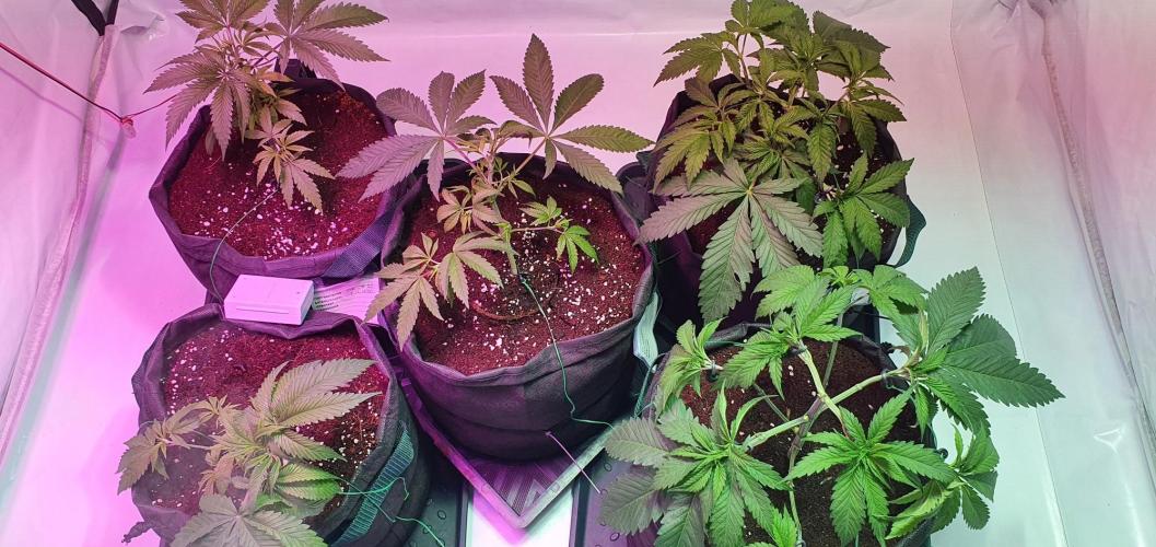 OG Kush. Week 3