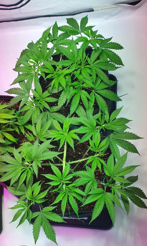 OG Kush. Week 3