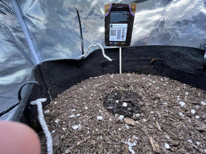 SuperBowl Homey. Week 0 - It looks like a stick with some green on top. Weird!