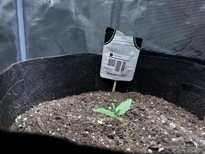 SuperBowl Homey. Week 0 - Normal.