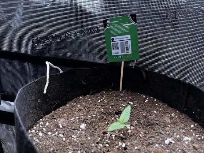 SuperBowl Homey. Week 0 - Normal.