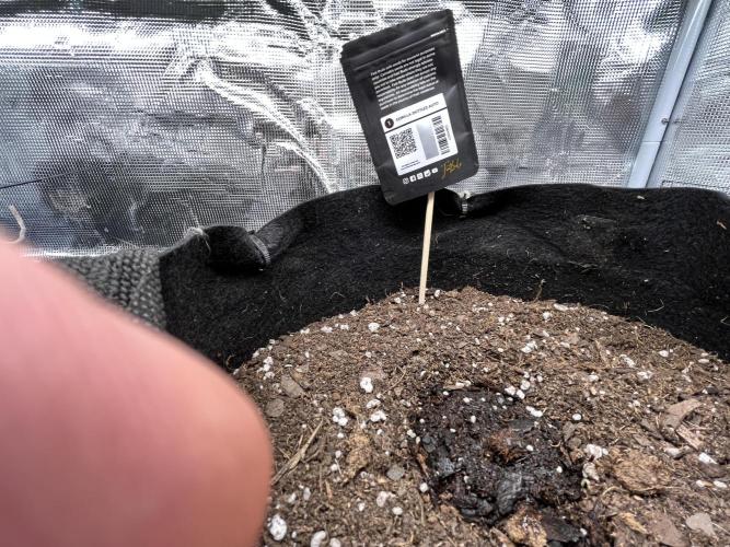 SuperBowl Homey. Week 0