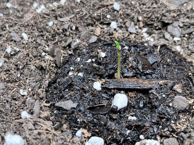 SuperBowl Homey. Week 0 - Purple Haze close up.