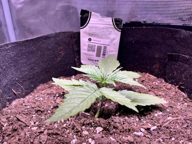 SuperBowl Homey. Week 3