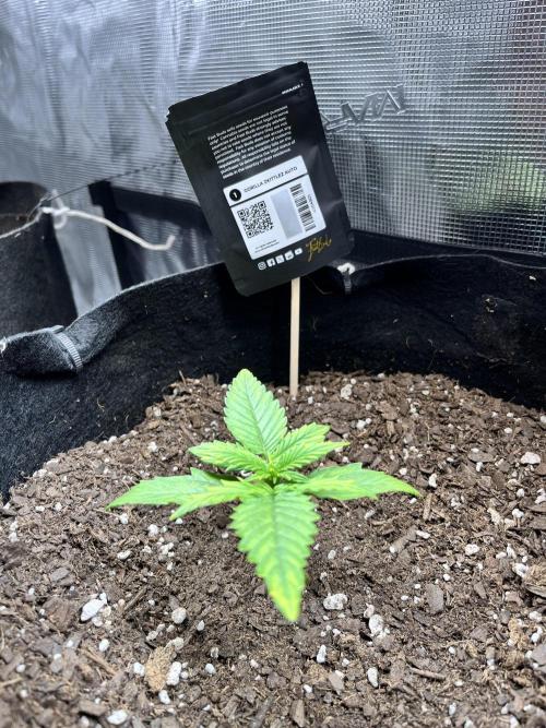 SuperBowl Homey. Week 4