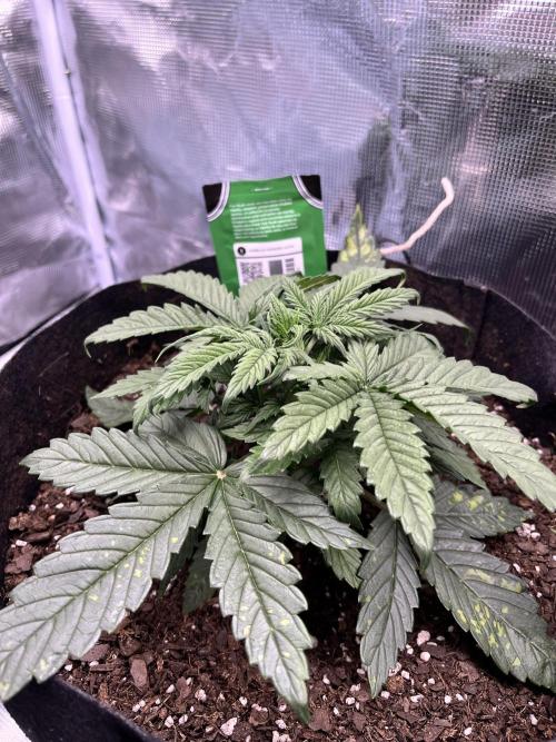 SuperBowl Homey. Week 4