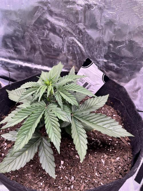 SuperBowl Homey. Week 4