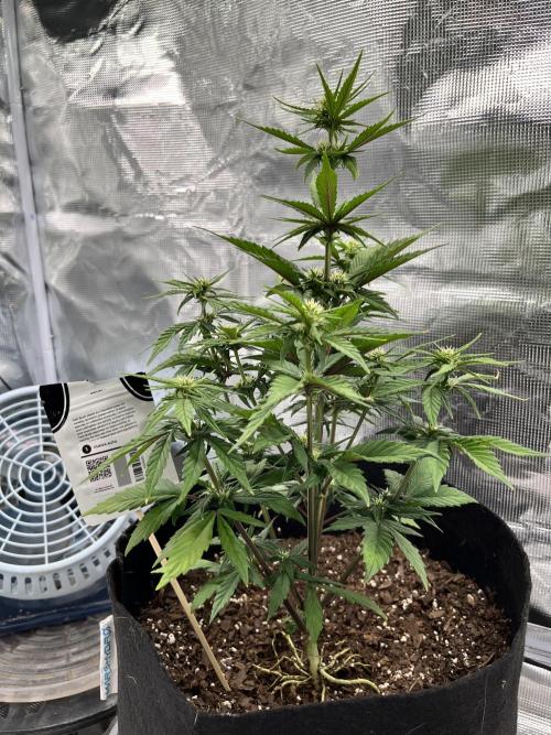 SuperBowl Homey. Week 5 - Started flowering last week.