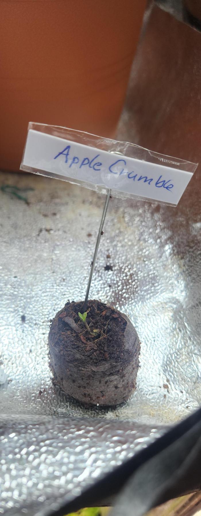Seed Supplier Project. Week 0 - ​🌱 Day 1:
Die Reise beginnt!
Apple Crumble zeigt sich 