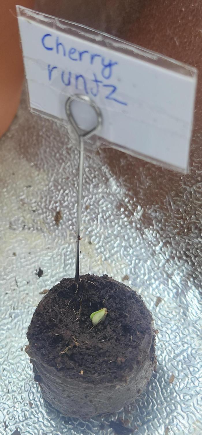 Seed Supplier Project. Week 0 - Cherry Runtz | Day 1|Tester Run | Suppliers Seeds x CannaCommunity.Germany 🍒🍬