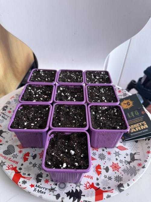 LFG Barney’s Farm(Lets fucking go). Week 0 - 24/2/26
Seeds rooted and planted in all mix, water with 6.5 Ph , waiting them😎