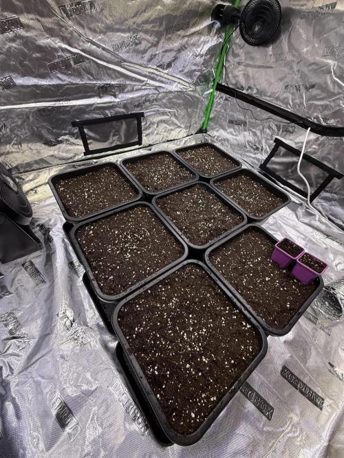 LFG Barney’s Farm(Lets fucking go). Week 1