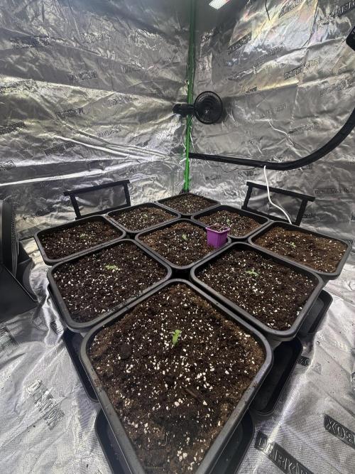 LFG Barney’s Farm(Lets fucking go). Week 1