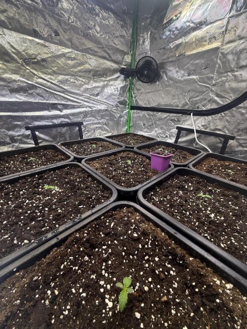 LFG Barney’s Farm(Lets fucking go). Week 1 - :)