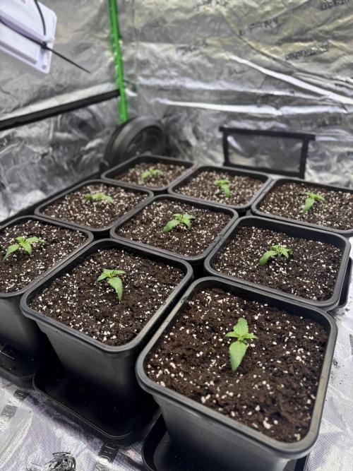 LFG Barney’s Farm(Lets fucking go). Week 2