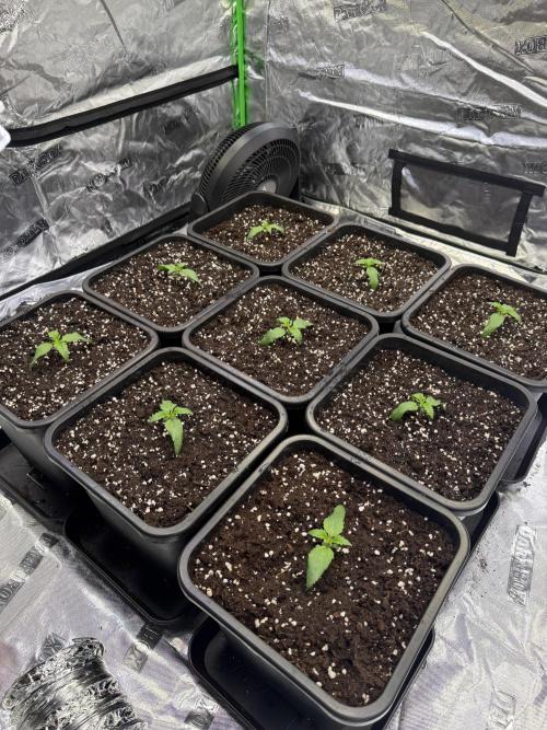 LFG Barney’s Farm(Lets fucking go). Week 2